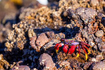 Rockin' Crab: A Little Critter Caught in the Daylight by the Shore