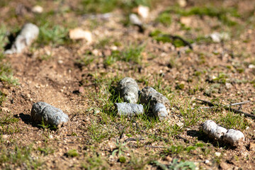 Coyote Scat on a Hiking Trail