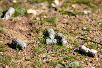Coyote Scat on a Hiking Trail