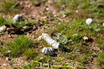 Obraz premium Coyote Scat on a Hiking Trail