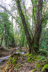 Fototapeta na wymiar River in the forest in the biosphere reserve of Ribeira da Foz - Chamusca - Portugal