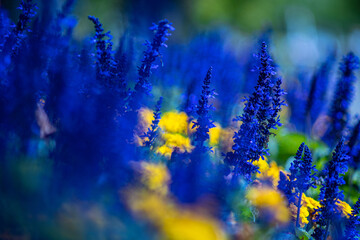 Fototapeta na wymiar blue and yellow flowers