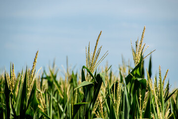 Siembra en campo con cielo