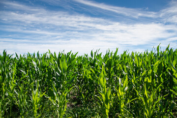 Obraz premium Siembra en campo con cielo