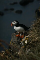 Puffin