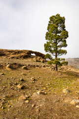 The Sentinel Tree: An Archway to Adventure