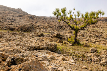 Solitude in the Rockies: A Lone Tree on the Mountain Side