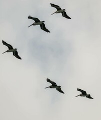 Pelicans in Flight