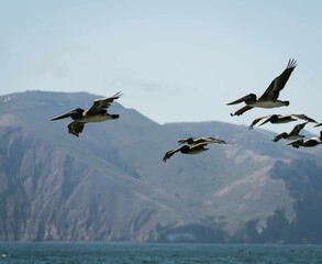 Pelicans in Flight