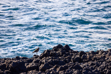 Rocks and Ocean: A Bird perches on an ocean rock formation on a clear day