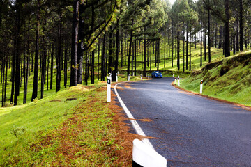 Fototapeta premium The Winding Road: A Winding Journey Through the Trees
