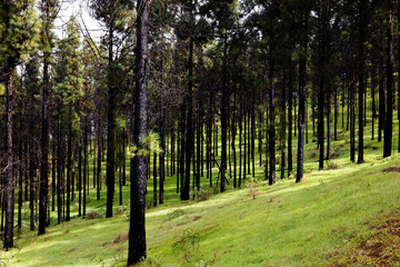 The coniferous forest kissed by the sun © DriveAndDive