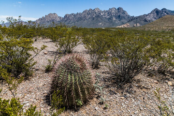 Barrel Cactus growing in the dry Chihuahuan Desert - In Organ Mountains, New Mexico, near the...