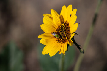 Green bee on a sunflower