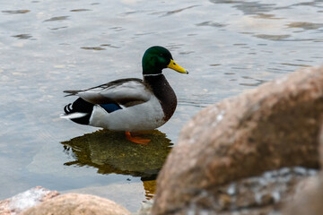 Obraz premium A wild male duck stands in the water on a stone shallow. Close-up of a beautiful mallard drake. Frosty winter day