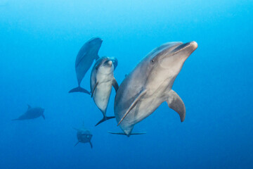 Fototapeta premium Bottlenose dolphin, French Polynesia