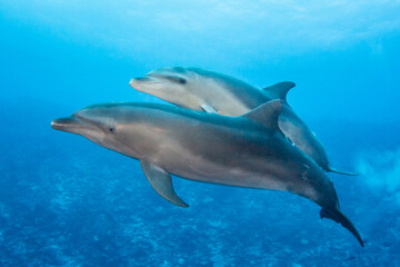 Naklejka premium Bottlenose dolphin, French Polynesia