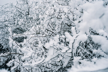 Winter wonderland - bush, tree under rime ice, hoarfrost, crystals