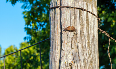Brown colored butterfly rests on wooden corner post