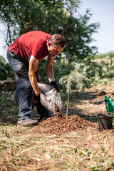 Gardener spreading bark mulch around newly planted pine tree