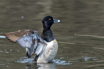 Male Ring-necked Duck