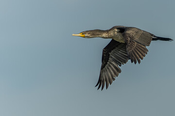 Cormorant in flight