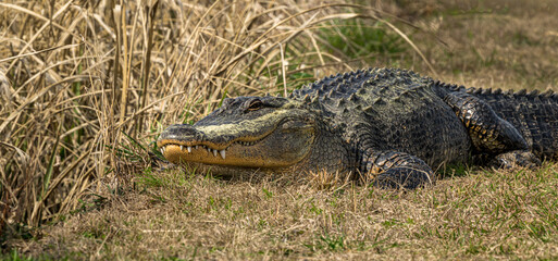 Alligator