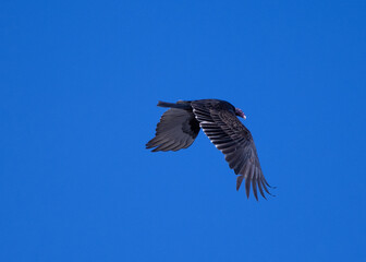 Buitre pavo fly