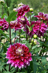 Fototapeta premium Purple decorative Dahlias Garden