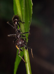 bullet ant paraponera clavata gigant ant