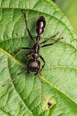 bullet ant paraponera clavata gigant ant