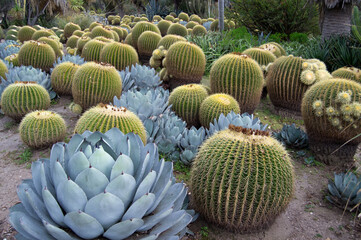 barrel cactus