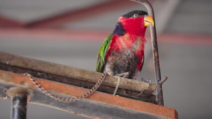 Blue-capped lory (Lorius lory lory) chained in captivity. Underbelly plumage in poor condition. Example, of animal cruelty and mistreated pet. Close up