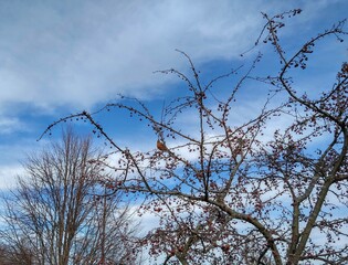 Robin Perched in Branches on February Afternoon