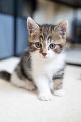 Fototapeta na wymiar Rescue Tabby Kitten