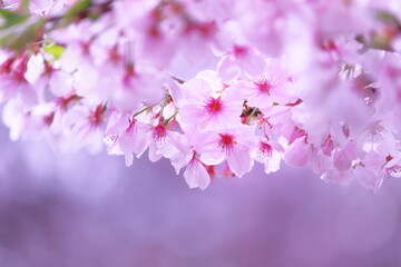 美しい春の満開の桜の風景