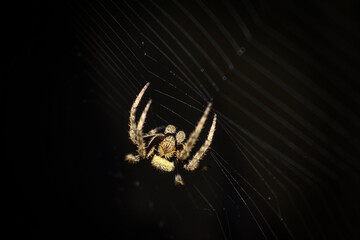 Spider on its web at night