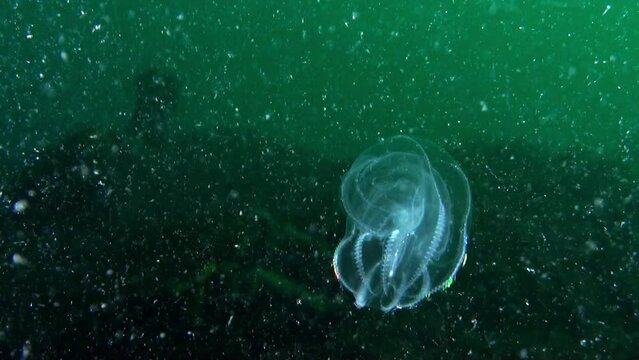 Jelly-like body of Ctenophora Mnemiopsis, commonly known as Sea Gooseberry. Despite its importance, population of Ctenophora Mnemiopsis has been decreasing due to environmental degradation.