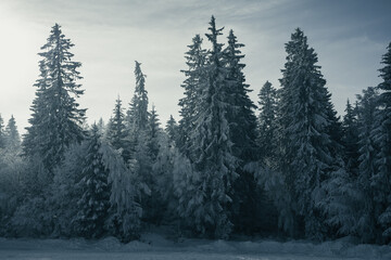 Obraz premium Snowy Trees in the Winter Forest