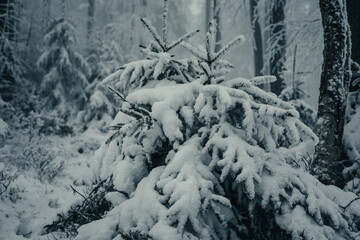 Snowy Fir Tree Branches