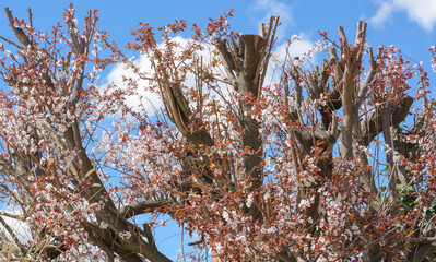 Blooming pink flowers on cut tree trunks against a blue sky