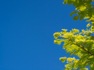 Green sprig of araucaria hybrid against blue sky with copy space