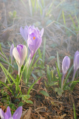 Pair of purple crocuses growing from the ground