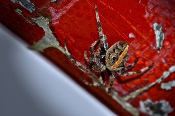 Spider upside-down on a pole