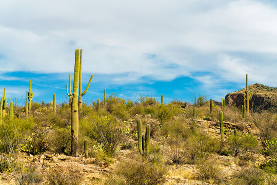 Sonora desert saguaro cactuses in the hills of ariona with blue sky background and white clouds in midday sunlight