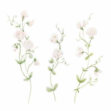 Beautiful floral stock illustration with hand drawn watercolor white sweet peas flowers. Clip art.