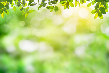 Fresh and green leaves green bokeh on nature abstract blur background green bokeh from tree.Mock up for display.  montage of product,Banner or header for advertise on social media,Spring and Summer.