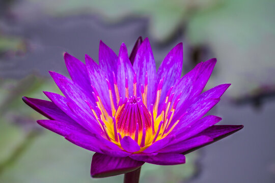 Beautiful purple water lily or lotus flower in pond. Royalty high quality free stock footage of a purple lotus flower. background is the lotus leaf in a lotus pond.