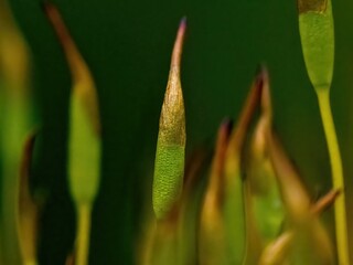 Moss covers concrete wall during rainy season, close-up
