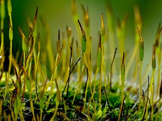 Moss covers concrete wall during rainy season, close-up